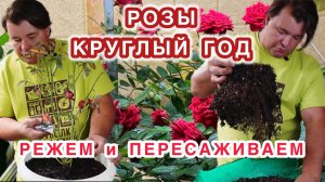 Как выращивать розы в условиях обычной квартиры