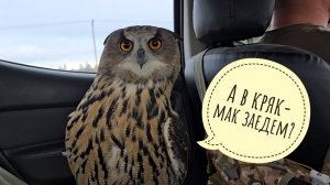 Сова Ёль в Москву кутить поехала, а других сов с собой не взяла! Собрались на Рептилиум
