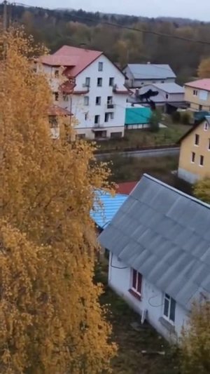 Кошка-путешественница улетела на вороне!