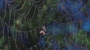 "  Август шепчет осень на носу ... " Музыкальная шкатулка