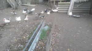 Индоутка (мускусная утка) — крупный вид уток