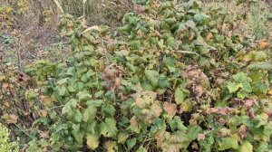 Нюансы ухода за смородиной осенью