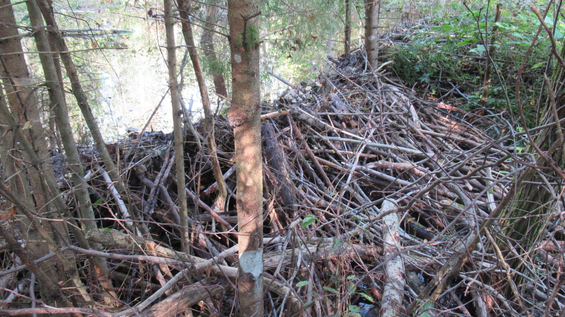 Бобровая плотина на лесной речке. Высота около 2 метров смотреть онлайн