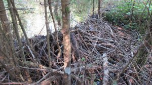 Бобровая плотина на лесной речке. Высота около 2 метров