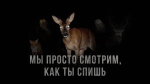 СТРАШНЫЕ ЗВУКИ В ЛЕСУ. КТО НАБЛЮДАЕТ ЗА ВАМИ НОЧЬЮ?