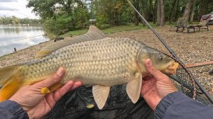 Осенний флэт фидер, рыбалка на сазана и карпа по холодной воде