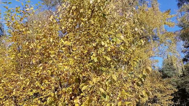 VID_20251008_121738.mp4