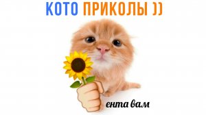 КОТО ПРИКОЛЫ (прикольно) ))) Приколы с котами | Мемозг 1675