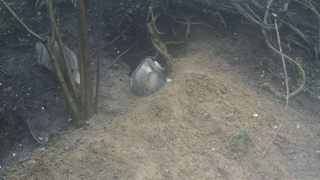 Барсуки видео фото ловушки. смотреть онлайн