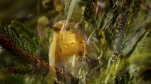 П.И. Чайковский. «Времена года» Октябрь - Tchaikovsky. October