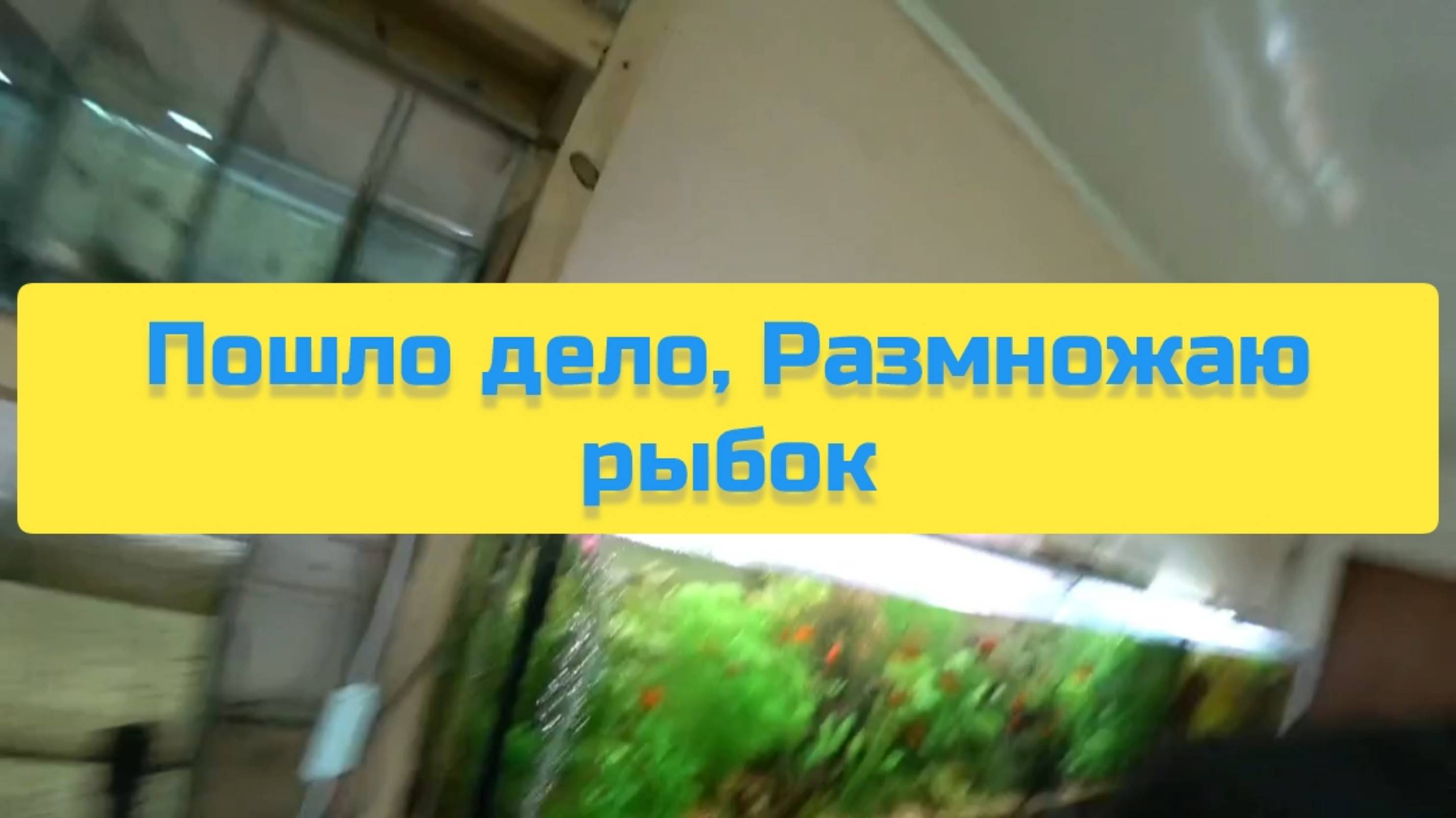 ПОШЛО ДЕЛО, РАЗМНОЖАЮ РЫБОК смотреть онлайн