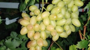 ВЗЛЁТНАЯ ПОЛОСА!!!🍇🍇🍇 Telegram, WhatsApp и Vlber +79528500417. ТЕЛ.+79054033245.