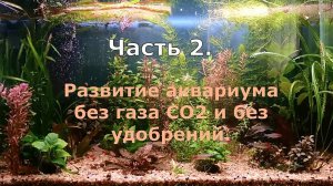 Часть 2. Развитие аквариума без газа СО2 и без удобрений.