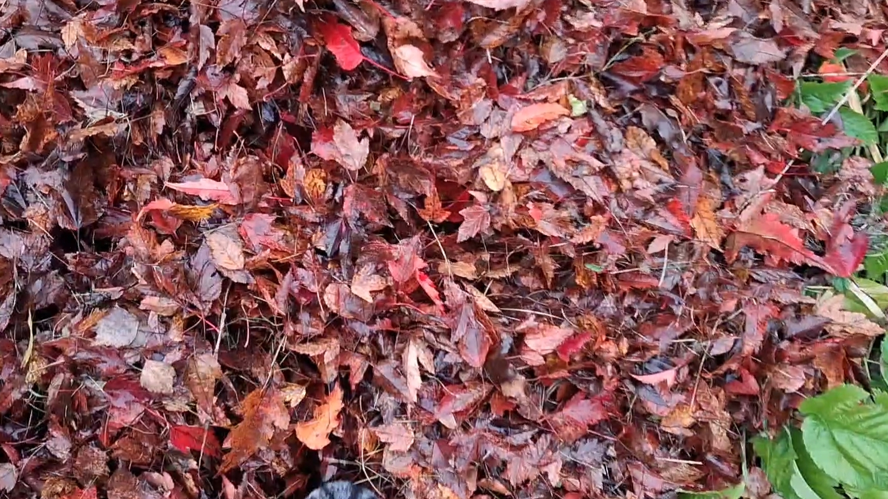 Покой мне только снится.... смотреть онлайн