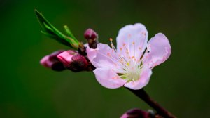 ДО МУРАШЕК ПО ТЕЛУ ОЧЕНЬ КРАСИВАЯ МУЗЫКА ДЛЯ ДУШИ 🎵 РАССЛАБЛЯЮЩАЯ МУЗЫКА ДЛЯ СНА И МЕДИТАЦИИ