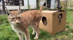 Реакция ПУМЫ и РЫСИ на БОЛЬШИЕ КОРОБКИ / Котята уже пытаются выбраться из гнезда