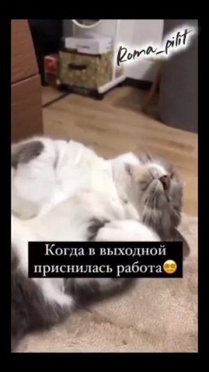 #кот #животные #смех #юмор #ржака