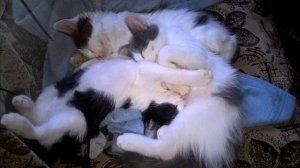 Счастье там, где мы живем #дом #счастье #котики #цветы #спокойствие #умиротворение #розы