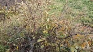 Всё таки привезла/как живут в русской деревне