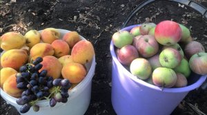 Застелила линолеум и заказала щели на дачном домике. Яблоки