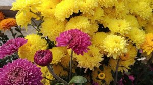 Способы сохранения корейской хризантемы в зимний период.