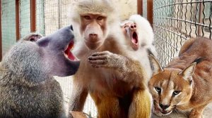 ЛЮСЯ чуть не ПРИБИЛА ЕЛИСЕЯ, береги его!У Рокки КЛАДОВКА во рту.ТИГРЫ местного разлива ходят в парке