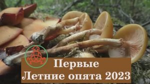 Первые Летние опята 2023 года. Дневник грибника 10 июня 2023 года.