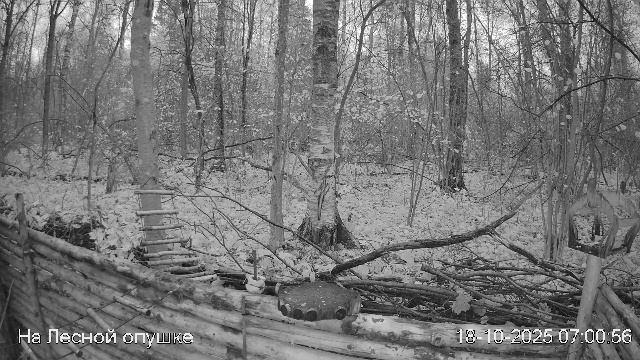 🍂ОКТЯБРЬ в ЛЕСУ онлайн #Relaxing #природа #звуки леса #птицы #погода🍁 смотреть онлайн