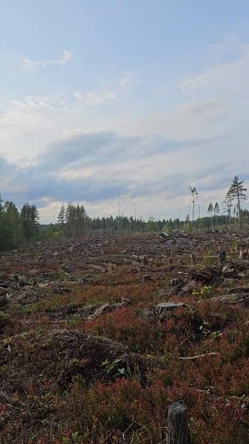 Карелия. Медвежьегорск. Рядом с Финской тоннельной казармой Вичка. Karelia. Medvezhyegorsk смотреть онлайн