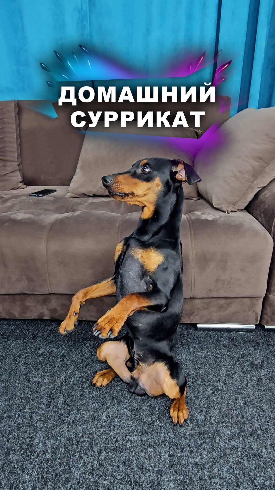 Два животных в одном #животные смотреть онлайн