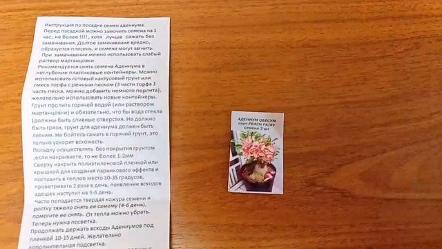 Сею семена цветка Адениум Обесум.