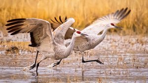 Древние птицы, пережившие динозавров: как живут серые журавли и их ближайшие родственники
