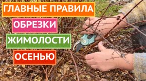 КАК ПРАВИЛЬНО ОБРЕЗАТЬ ЖИМОЛОСТЬ ОСЕНЬЮ