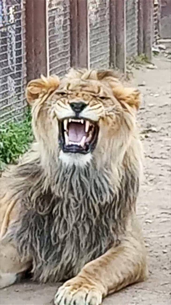 Шерханушка, позируй! #шерхан_тайган #шерхан #лев #shortvideo смотреть онлайн