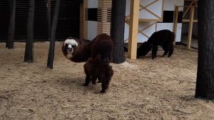 Альпака Парк в Сокольниках глазами посетителя.