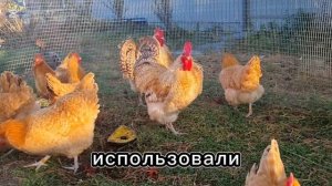 Лучшая мясо -яичная порода кур