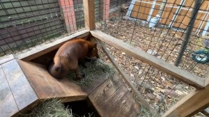 Лиса-Алиса. Хорошее поведение Игниса при встрече с Алисой