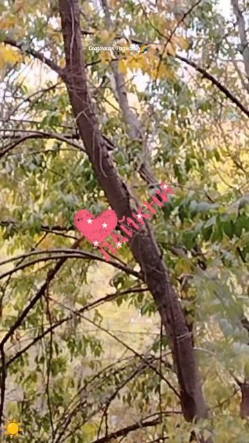 За окном птичка сойка. смотреть онлайн