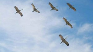 Крик журавлей©