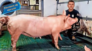 Новая генетика на нашем хозяйстве!