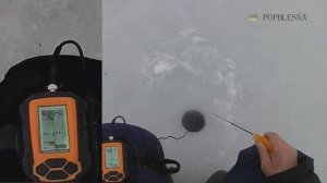 Как поймать много окуня.