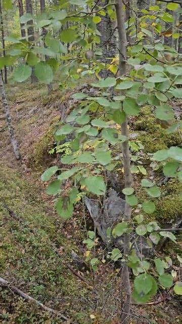 Карелия. Медвежьегорск. Рядом с Финской тоннельной казармой Вичка. Karelia. Medvezhyegorsk смотреть онлайн