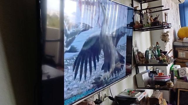 Чернобаева Л.П. моя Мама 18.10.2025г. смотрит ВВС. смотреть онлайн