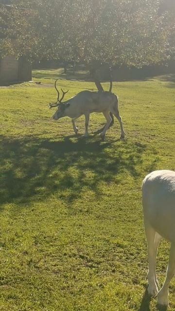Северные олени в Санкт-Петербурге. смотреть онлайн