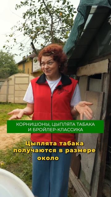 ВСЁ о бройлерах и курах в полном видео на канале #куры #ферма #птицеводство #бройлер #цыплята смотреть онлайн