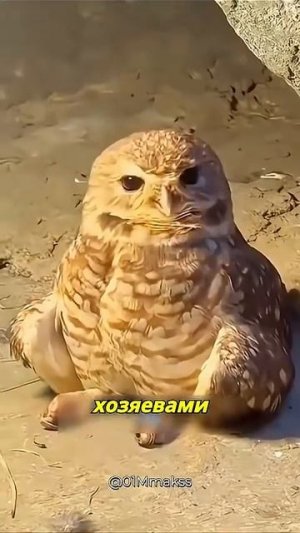 Вы думаете совы безобидны? Подождите пока стемнеет.