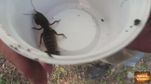 Медведка в муравейнике