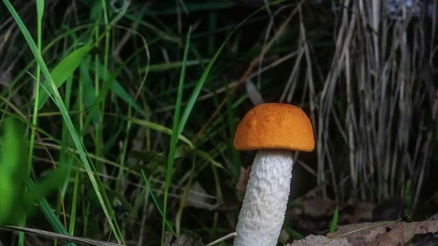 Как растут грибы.Подосиновик смотреть онлайн