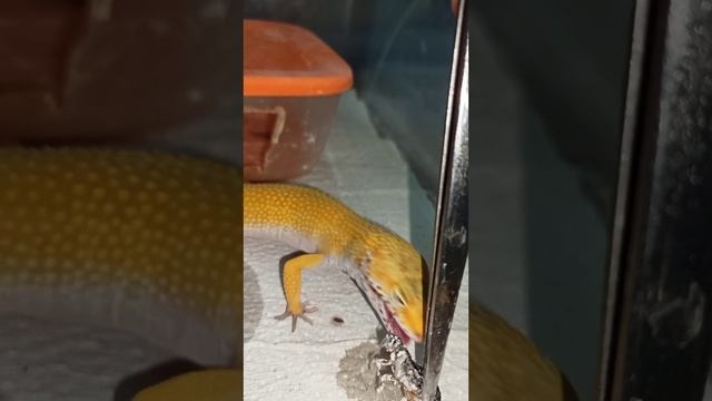 Продаются эублефары этого года рождения! смотреть онлайн