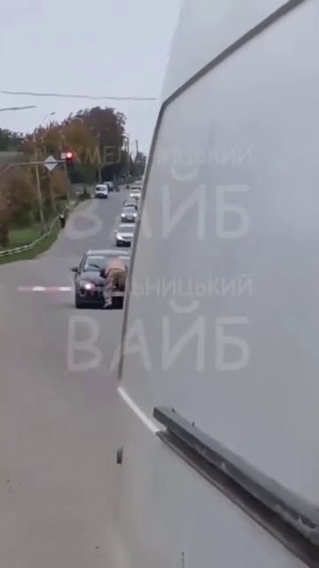 хряк из тцк решил что настолько толстый что может остановить машину смотреть онлайн